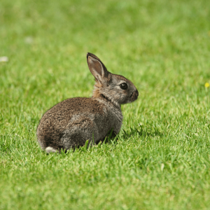 Jeune lapin de Garenne dans l'herbe  - Centre de Soins Beauval Nature Françoise Delord pour la faune locale